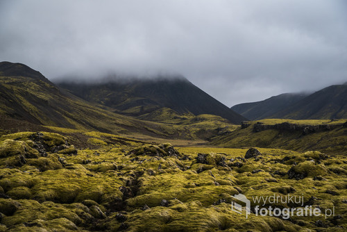 Islandzki mech stanowiący znaczną część krajobrazów Islandii. W czasie pogody takiej jak w chwili gdy robiłem to zdjęcie (mgła, deszcz, silny wiatr) robi wrażenie przepięknego, pofalowanego dywanu 