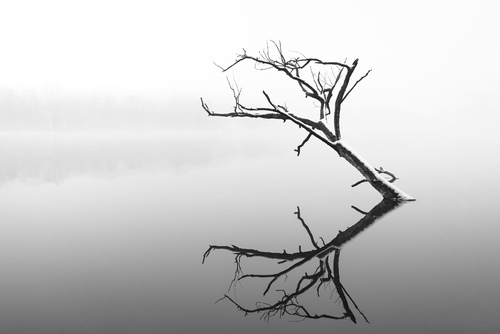 Fotografia przedstawia samotne drzewo na jeziorze Rusałka w Poznaniu. Wykonałem je zimą, gdy po okresie ujemnych temperatur przyszła odwilż, tworząc na jeziorze niesamowity efekt lustrzanej tafli.