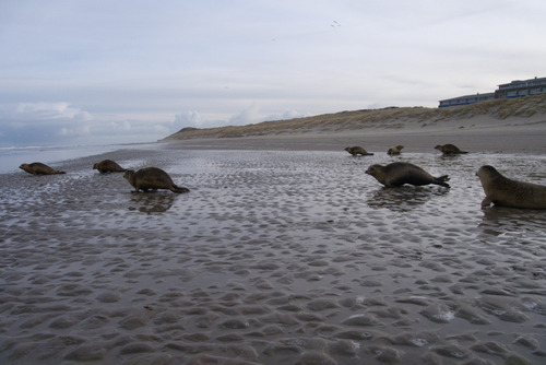 Grupa fok pospolitych w biegu do morza po wypuszczeniu na jednej z Holenderskich wysp