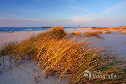 Wydmy na wybrzeżu Morza Bałtyckiego, w jesiennym ciepłym świetle. Plaża w Kołobrzegu, Polska.