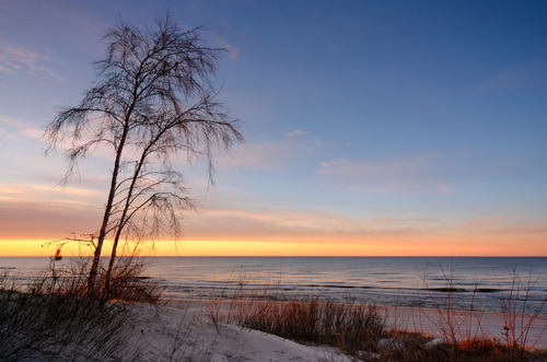 Samotne drzewo na wybrzeżu Morza Bałtyckiego, w pięknych barwach zachodzącego słońca, Kołobrzeg, Polska.