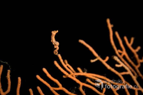 Podwodne zdjęcie - Raja Ampat, Indonezja.
Przedstawia Denis pigmy seahorse czyli 15 mm konik morski.