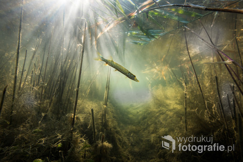 Podwodne zdjęcie zrobione w jeziorze Hańcza w Polsce. Przedstawia młodego szczupaka. Nikon d810 + obiektyw 16- 35 mm.