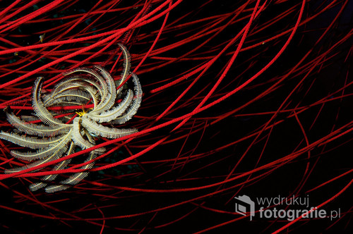 zdjęcie przedstawia podmorski świat. Feather star.
Nocne zdjęcie - Moluki Indonezja.
Zdjęcie brało udział w wystawach i było publikowane w albumie fotograficznym 