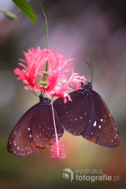 Motyle na urodzajnej wyspie Bali.