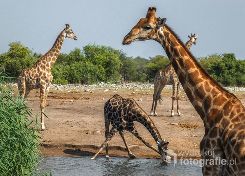 Żyrafy w Parku Narodowym Etosha, Namibia 2013