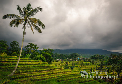 Tarasy ryżowe Jatiluwih - Bali, Indonezja 2016