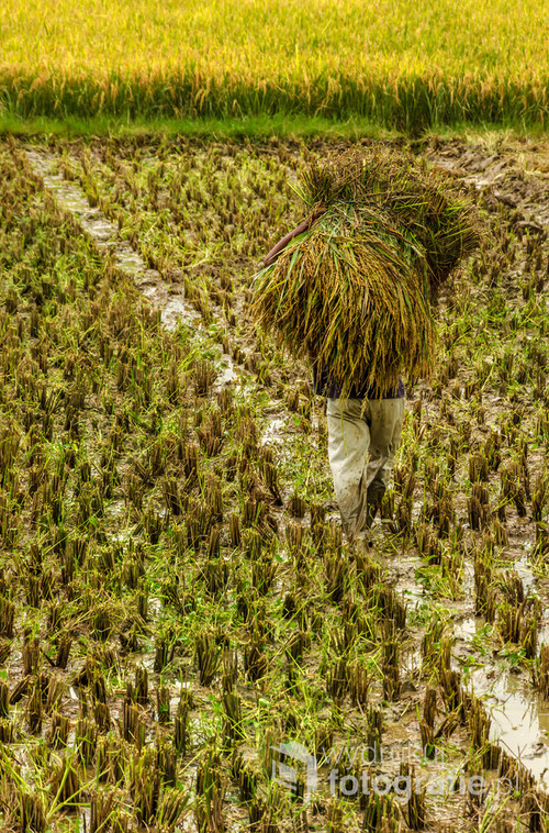 Zbiory ryżu - południowa Jawa, Indonezja 2016
