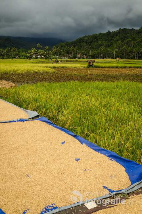 Zbiory ryżu - południowa Jawa, Indonezja 2016 
