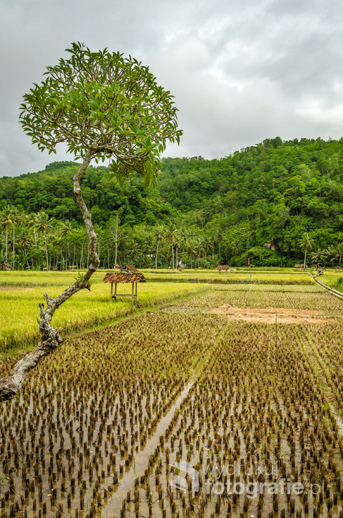 Krajobraz pól ryżowych - południowa Jawa, Indonezja 2016 