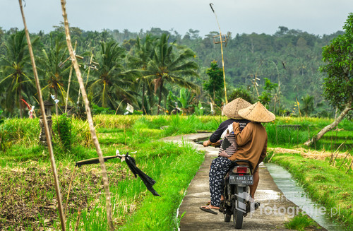 Krajobraz pól ryżowych - Bali, Indonezja 2016 