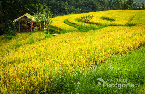 Krajobraz pól ryżowych Jatiluwih - Bali, Indonezja 2016 