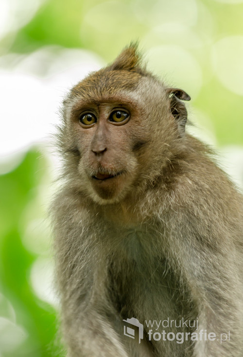 Młody przedstawiciel makaków w słynnym Monkey Forest w Ubud. Bali, Indonezja 2016 