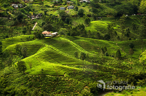 Widok na zielone wzgórza prowincji Ella, Sri Lanka 2015 
