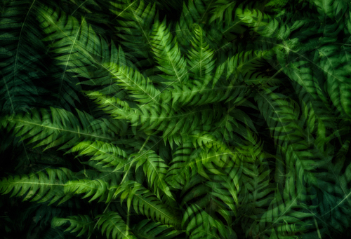 Zdjęcie powstało podczas trekkingu w górach Anaga północnej Teneryfy.
Jest to pierwotny, wiecznie zielony las z wieloma gatunkami endemicznymi, w tym charakterystyczną paprocią o wielkich liściach o nazwie Píjara. To właśnie liście tej paproci zostały uwiecznione na zdjęciu w technice wielokrotnej ekspozycji.
