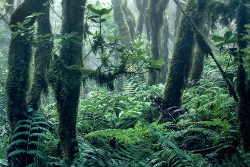 Zdjęcie powstało podczas trekkingu w górach Anaga północnej Teneryfy.
Jest to pierwotny, wiecznie zielony las z wieloma gatunkami endemicznymi, w tym charakterystyczną paprocią o wielkich liściach o nazwie Píjara.