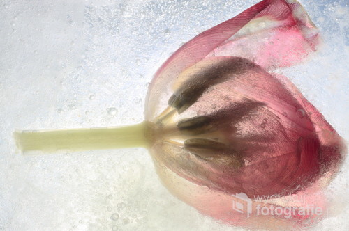 Zdjęcie przedstawia tulipan zamknięty w bryle lodu. Do zdjecia tulipan został zamrożony w wodzie. Lampa błyskowa doświetliła kwiat od od dołu, żeby dodać rozświetlenie.