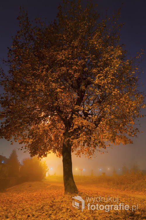 Zdjęcie przedstawia klon sfotografowany jo jesiennej porze nocą. Klon jest oświetlony światłem lamp ulicznych i stąd liście przybrały intensywny kolor. 
