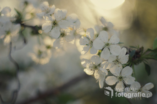 Kwiaty wiśni podczas wiosennego zachodu słońca. Wielokrotna ekspozycja