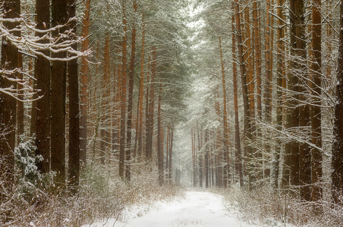 Dróżka w lesie zimową porą. 
