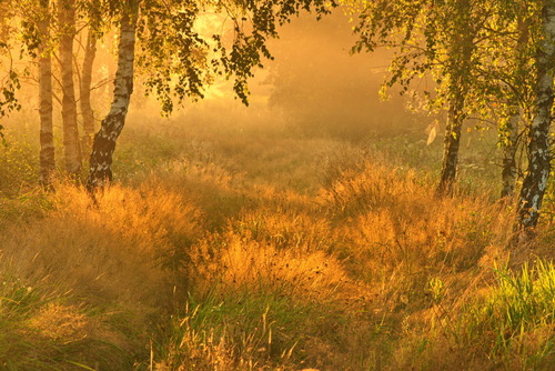 Zdjęcie powstało kilkanaście minut po wschodzie słońca, kiedy promienie pięknie podkreśliły urok sierpniowych traw oraz światła, które komponowało się wspólnie z resztami mgieł. 