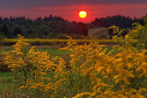 Zdjęcie przedstawia zachód słońca ale jej głównym elementem jest kwitnąca nawłoć. 