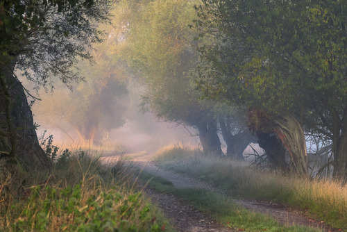 Ścieżka prowadząca w głąb rezerwatu w mglisty poranek rozświetlony słońcem.