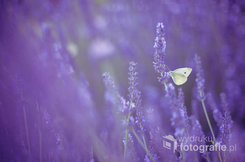 Piękna, pachnąca lawenda wabi motyle, które upojone nektarem całkowicie ignorują obecność natręta z aparatem fotograficznym...