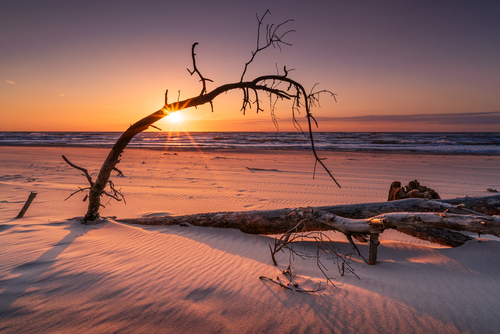 Zdjęcie wykonane nad morzem bałtyckim na terenie zatopionego lasu koło Czołpina.