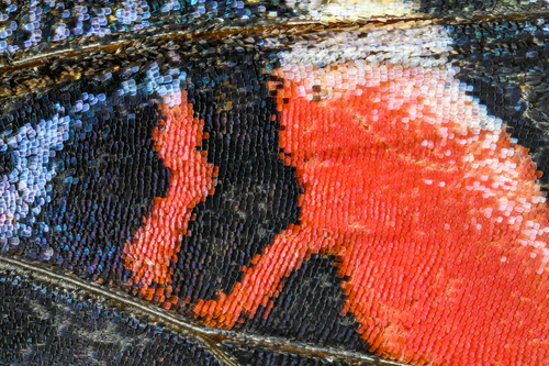 Skrzydło motyla w powiększeniu x3,5. Zdjęcie złożone z 31 warstw. Nikon Z7+ Laowa 25mm.