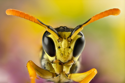 Zdjęcie owada w powiększeniu x4. Zdjęcie złożone z 69 warstw. Nikon Z7 + Laowa 25mm