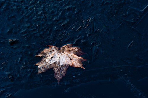 Liść zatopiony w zamarzniętych wodach jeziora Wigry. Suwalsczyzna.
