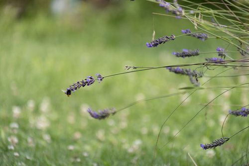 Jest w lecie coś, co chciałoby się zatrzymać na dłużej — zapach kwiatów, ciepłe światło i ten wyjątkowy moment, kiedy świat na chwilę zwalnia.

Na tym zdjęciu pszczoła przysiadła na pachnącej lawendzie. Zwyczajna chwila z natury stała się małym, spokojnym kadrem, który możesz zabrać ze sobą do domu.

Fiolet lawendy przyciąga wzrok, a niewielka pszczoła dodaje fotografii życia i charakteru. To dekoracja, która może przypominać o lecie nawet wtedy, gdy za oknem jest jesień czy zima.

Dla miłośników kwiatów, natury i małych chwil, które mają znaczenie.

Powieszony na ścianie fotoobraz wprowadzi do wnętrza odrobinę koloru, spokoju i wspomnienie ciepłych, słonecznych dni.

Niech lato zostanie z Tobą trochę dłużej.