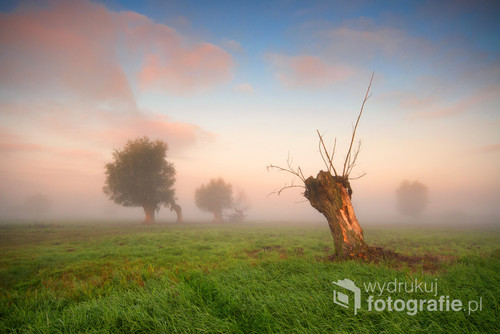 Fotografia wykonana podczas porannego pleneru na żuławskich łąkach w Raczkach Elbląskich.Magia świtu w tym miejscu to także obecność mgły,która bywa w tym miejscu często.