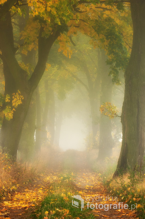 Aleja dębowo-klonowa w okolicy Kwidzyna.W zasadzie to mgła wytworzyła panujący klimat oraz piękno żółto-zielonych liści.