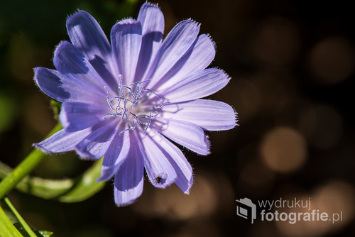 Piękny kwiat - Cykoria Podróżnik. Głęboki fiolet sprawia, że kwiat pięknie się prezentuje na ciemnym tle.
