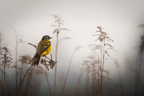 Pliszka Żółta spotkana na łąkach Będzina o wczesnej porze dnia podczas mgły 