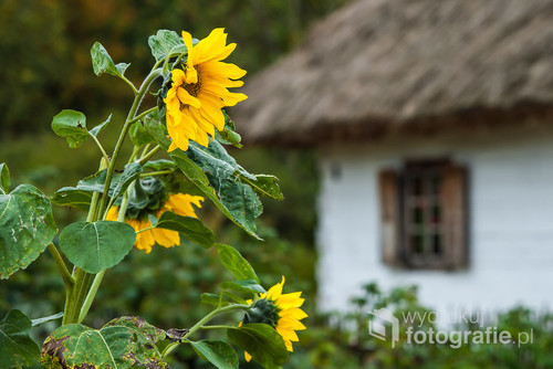 Kwitnący słonecznik na tle starej wiejskiej chaty.