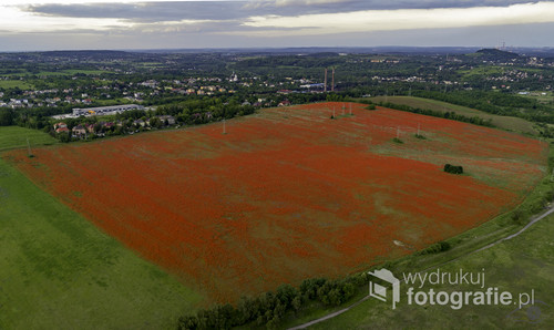 Zdjęcie przedstawia ogromne pole makowe - przekątna około 1 km - w Wojkowicach na Śląsku. 