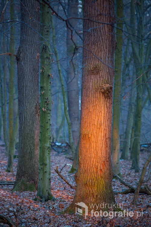 Jak zwykle leśne fotki, to z Puszczy Niepołomickiej. Tym razem opłacało się zostać do zachodu słońca. Tak właśnie wyglądają ostanie promienie słońca, którym uda się przedostać do lasu. Oświetlają drzewa ciepłym czerwonawym światłem.