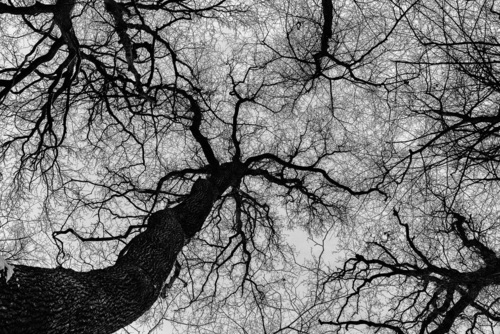 Czarnobiałe zdjęcia najlepiej oddaje sens tego zdjęcia, tutaj nie jest ważny kolor, ale struktura. Gałęzie drzew wyglądają jak komórki nerwowe  - neurony z pniami  - aksonami. 