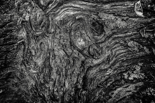 Zdjęcie powstało w Puszczy Niepołomickiej. Widać na nim zagmatwane słoje drzewa które już jest u końca swojego życia. Drzewo od dawna już leży i każdego roku się zmienia. Dzisiaj pokazuje nam wycinek swojego życia zaklęty w tych liniach.