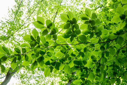 Wiosenne liście, w soczystym zielonym kolorze podświetlone światłem słonecznym