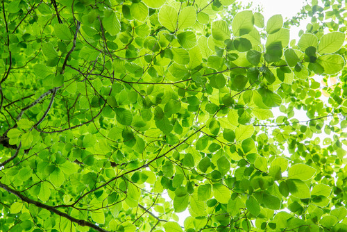 Wiosenne liście, w soczystym zielonym kolorze podświetlone światłem słonecznym