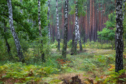 Wspaniały i kolorowy las w Sobiborskim Parku Krajobrazowym