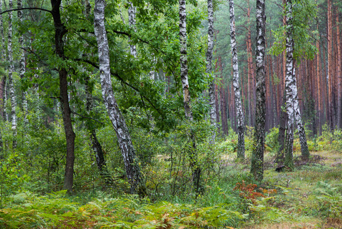 Wspaniały i kolorowy las w Sobiborskim Parku Krajobrazowym