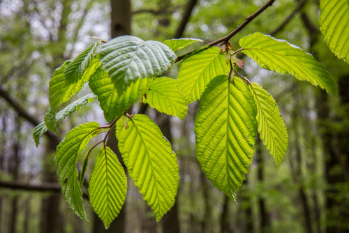 Wiosenne młode liście w Puszczy Niepołomickiej