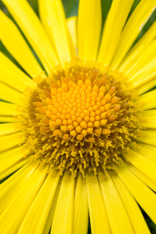 Żółty kwiat w dużym zbliżeniu
