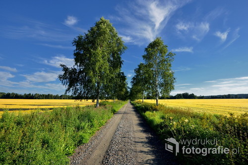 Pollna droga wsrod drzew , Zuławy okolice Malborka