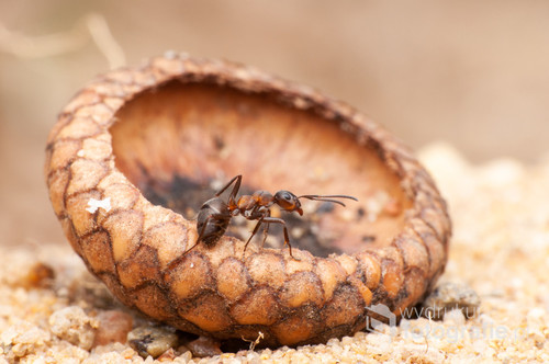 Zdjęcie mrówki